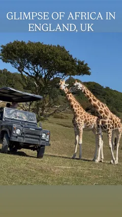 Family enjoying a safari experience at Port Lympne Safari Park, feeding giraffes in Kent, England.