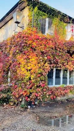 Stunning autumn scene in New Forest National Park, Hampshire, with vibrant foliage and free-roaming ponies.