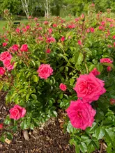 A vibrant, high-quality photograph capturing a dense cluster of pink roses in full bloom at Queen Mary's Rose Garden in Regent's Park, showcasing the natural beauty of the location.
