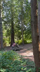 A montage of scenic shots from Parc Cefn Onn in South Wales, highlighting the woodland trails, bridges, and natural beauty of the park during summer.