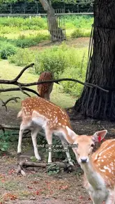 A short vlog-style video showcasing a free zoo in London, featuring various animals like lemurs, deer, and wallabies.