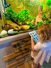 A candid shot of a young child observing an aquarium tank at Tynemouth Aquarium, holding a 'spotters guide' pamphlet.