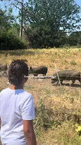 A personal vlog-style video documenting a visit to Forty Hall Farm, featuring interactions with farm animals, a walk through a greenhouse, and a look at the farm shop's fresh produce.